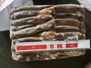 Factory Direct Frozen Illex Squid Argentina Squid