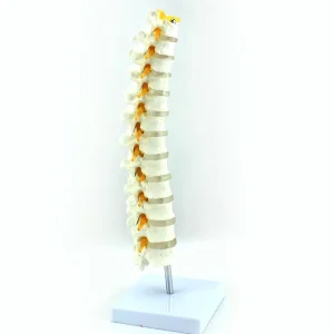 Factory Direct Lab Show Pelvis Lumbar Spine Femoral Consist Bone Sacrum With Coccyx Lumbar Vertebrae