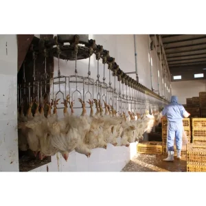 Factory Direct Sale Automatic Complete Poultry Duck Broiler Chicken Slaughterhouse Slaughtering Equipment Processing Cut up Line