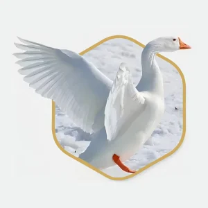 Factory Manufacture Fluffy High Filling Power Washable White Goose Duck Feather and Down