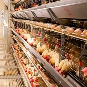 Factory Sale H Type Automatic Harvesting Equipment Broiler Battery Cage for Chicken Farm poultry Farming Equipment