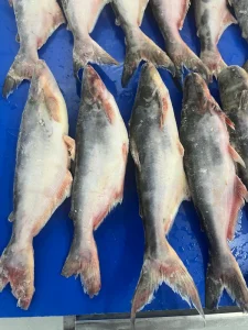 Farm Raised Frozen Pangasius Whole Round 500-800g 800g+ Butterfly Cut Fillet Steak Pangasius Fish