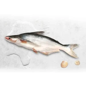 Farm Raised Frozen Pangasius Whole Round 500-800g 800g+ Butterfly Cut Pangasius Fish