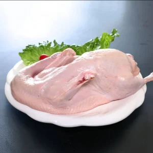 Feeding Plump and Fat Export Grade Frozen White Striped Ducks with Grain on Farm