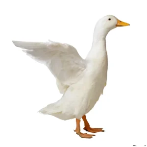 Fluffy Washable White Goose duck Feather and Down