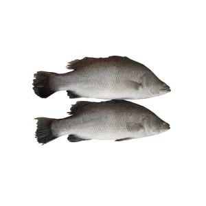 Fresh Frozen China Seabass Fish Bulk Custom Pack 400-600g