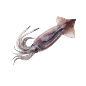 Fresh Frozen Natural Clean Safe Fat Enough Illex Squid