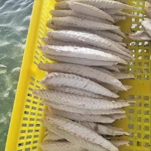 Fresh Frozen Pacific Mackerel Fillet Factory Canned Seafood Meat Boxed Bulk Seafood Product
