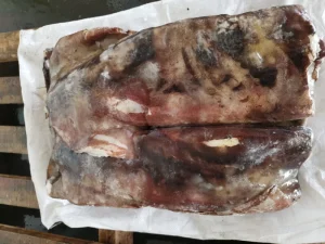 Fresh Giant Squid Wing