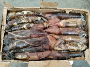 Fresh Indian Squid