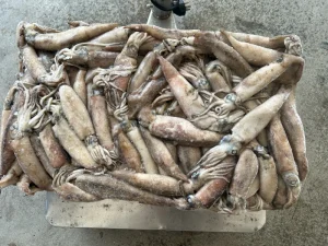 Fresh Japanese Squid