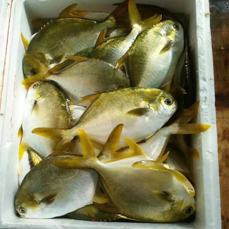Fresh Seafood High Quality Delicious Seafood Frozen Whole Golden Pomfret Fish