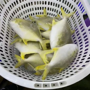 Fresh Seafood Whole Round Fresh Frozen Golden Pomfret Fish