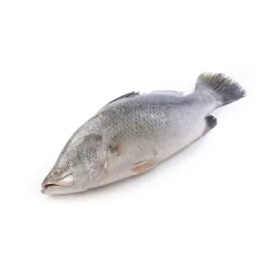 Frozen Barramundi Seabass China Export Frozen Barramundi