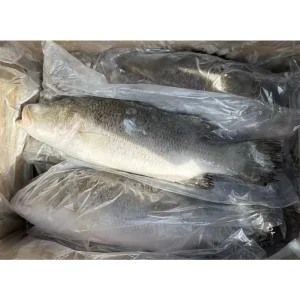 Frozen Barramundi Whole Round 500-800g 800-1000g Asian Sea Bass