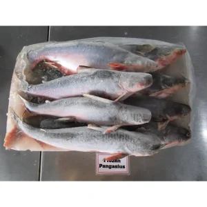 Frozen Basa Pangasius Fish Whole Round 600-800g IQF Vietnam Origin Export