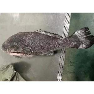 Frozen Brown Croaker Fresh Seafood Gutted Fish IQF Bulk Pack From China