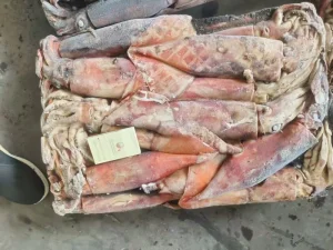 Frozen Equatorial Squid Whole Round Dosidicus Gigas