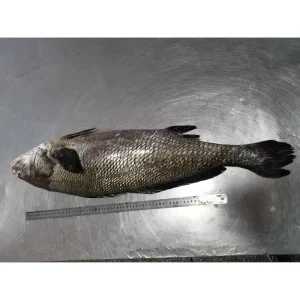 Frozen Fish Seafood Brown Croaker Fish Whole Brown Croaker Gutted Fish Companies in China