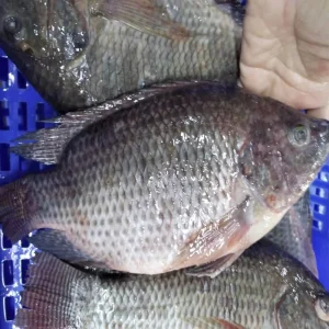 Frozen Fresh Black Tilapia Fish Whole Round Frozen Seafoods and Frozen Food Exporter Whole Fresh Tilapia Fish