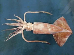 Frozen Giant Squid