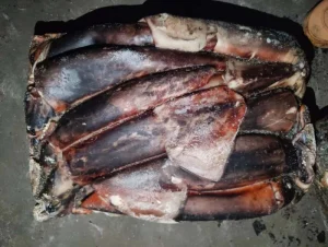 Frozen Giant Squid Whole Round Dosidicus Gigas 500-1000g