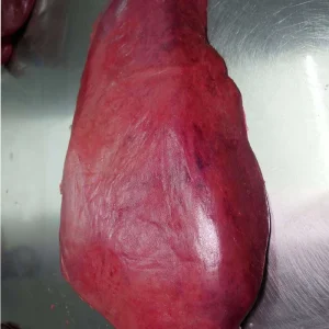 Frozen Halal Beef Liver with Halal Beef Meat Fresh Stock Bulk Exports