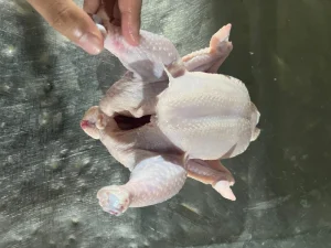 Frozen Halal Chicken Whole & Cuts