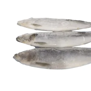 Frozen Herring Fish (Clupea Pallasii) Premium IQF Whole Round for Cooking Processing Food Service with High Demand Worldwide