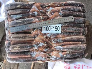 Frozen Illex Argentinus Squid Whole Round Sea Frozen 100-150g