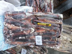Frozen Illex Argentinus Squid Whole Round Sea Frozen 150-200g