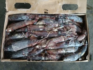 Frozen Indian Ocean Squid Whole Round 100-300g Bqf