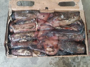 Frozen Indian Ocean Squid Whole Round for Export