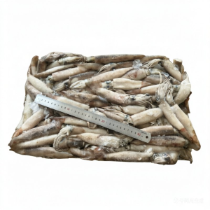 Frozen Japanese Squid