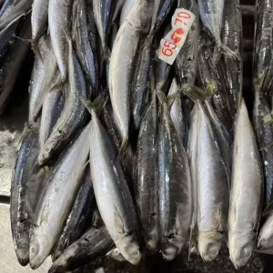 Frozen Muroaji Round Scad Fish IQF Frozen BQF High Quality HACCP Certified Low Fat Nutritious for Bait