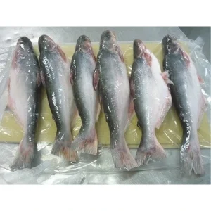 Frozen Pangasius Basa Fish From Vietnam Pangasius Fish Price Basa Fish