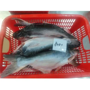Frozen Pangasius Fillet Suitable for Seafood Business and Food Service Buyers