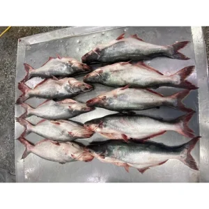 Frozen Pangasius Fish Basa Fish for Sale Farmed Pangasius Hypophthalmus Fishes Vietnam