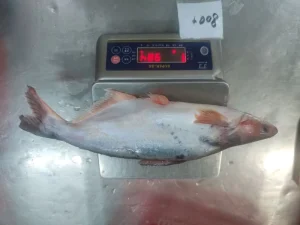 Frozen Pangasius Fish Consistent Quality for West African Markets and Importers