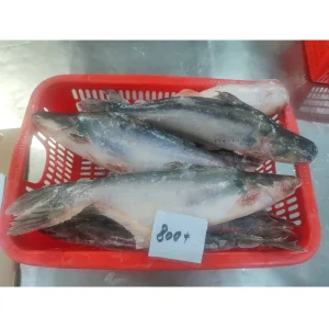 Frozen Pangasius Fish Whole Round Basa Fish Vietnam 800-1000g Butterfly Seafood for Sale