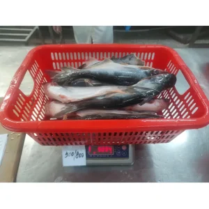 Frozen Pangasius Fish Whole Round Pangasius WR Vietnam Basa Fish Supplier & Exporter