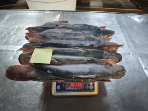 Frozen Pangasius Whole Fish Commercial Seafood for West African Markets