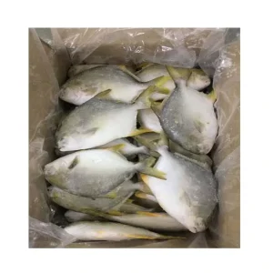 Frozen Seafood Fish IQF Golden Pompano Bulk Whole Round Exporter