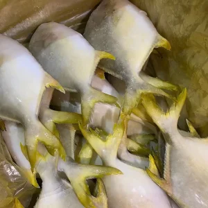 Frozen Seafood Whole Round Fish Aquatic Golden Pomfret Pompano