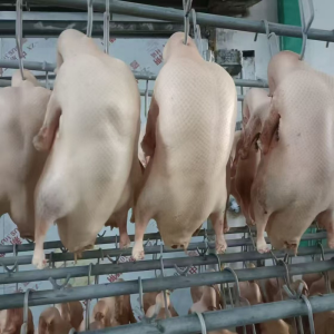 Frozen Whole Duck Clean and Hygienic Convenient for Storage