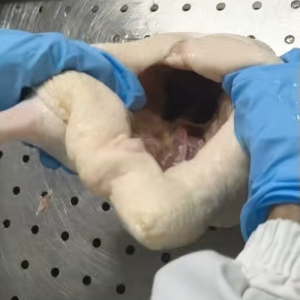 Frozen Whole Duck Directly Sourced From The Source with Reasonable Prices