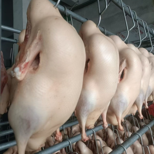 Frozen Whole Duck Full Process Cold Chain Transportation Ensures Quality