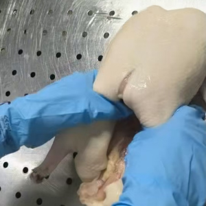Frozen Whole Duck High Quality at Reasonable Price