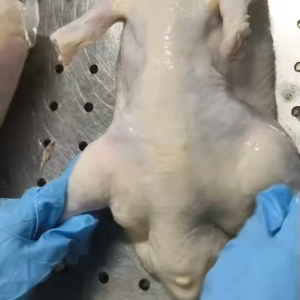 Frozen Whole Duck Highly Popular in North Korea
