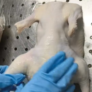 Frozen Whole Duck Rich in Various Trace Elements with Balanced Nutrition